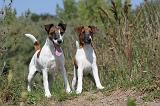 FOX TERRIER POIL LISSE 178